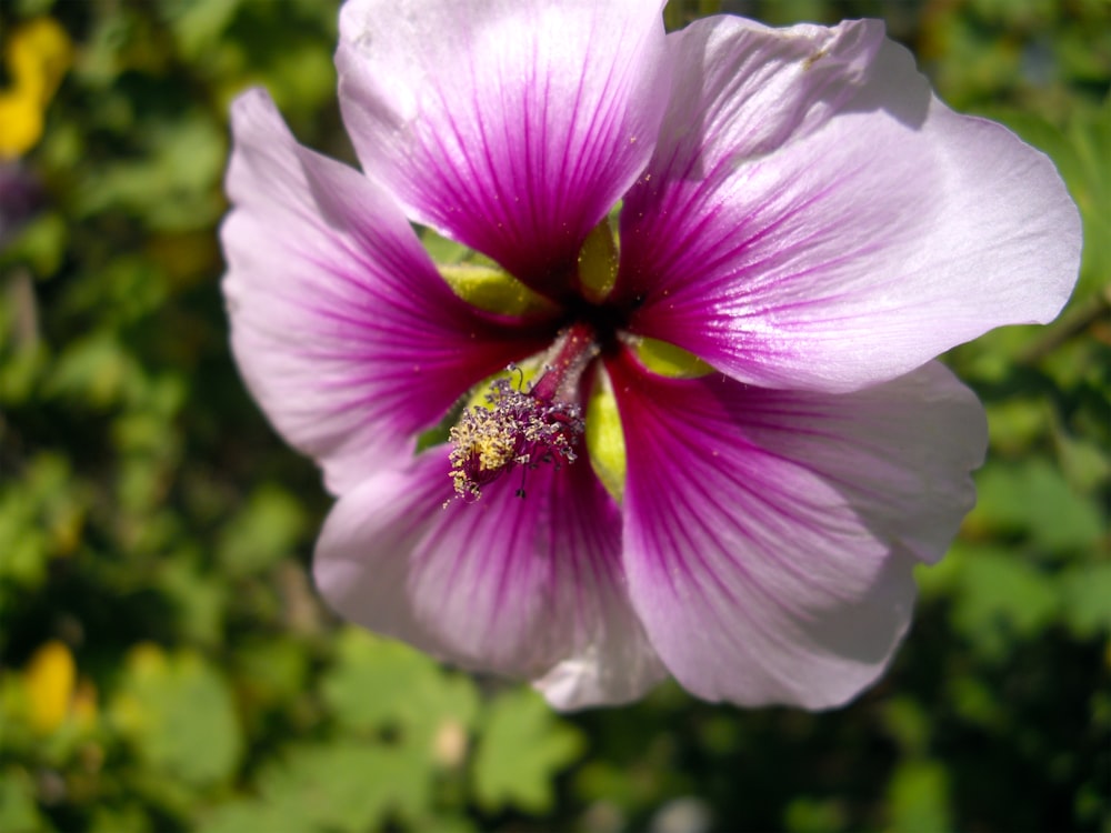 a close up of a pink flower with green leaves in the background