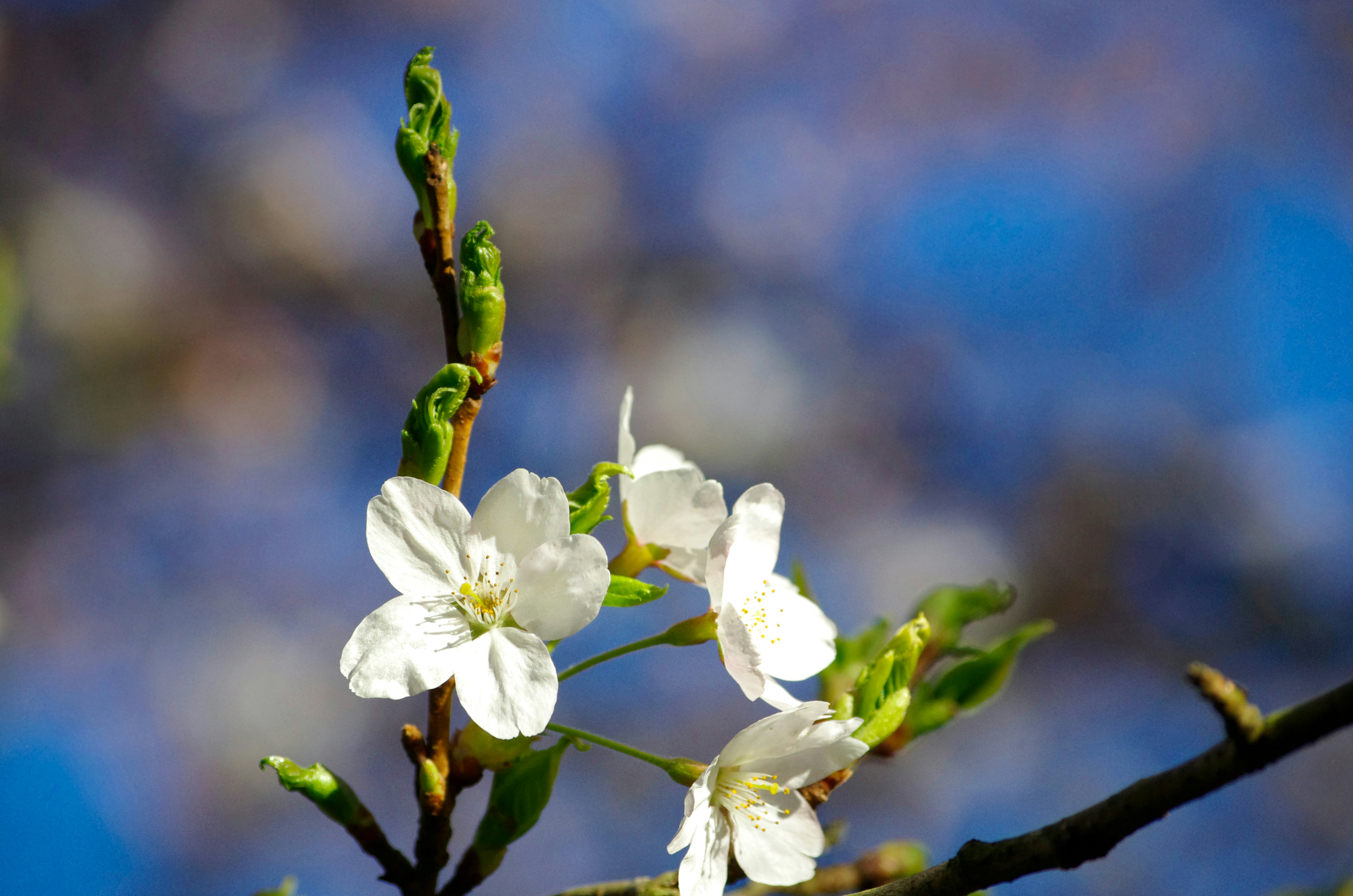 Photo by rockinsolex