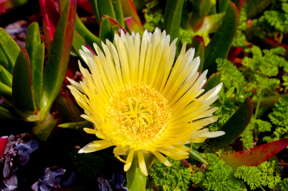 a close up of a yellow flower surrounded by plants
