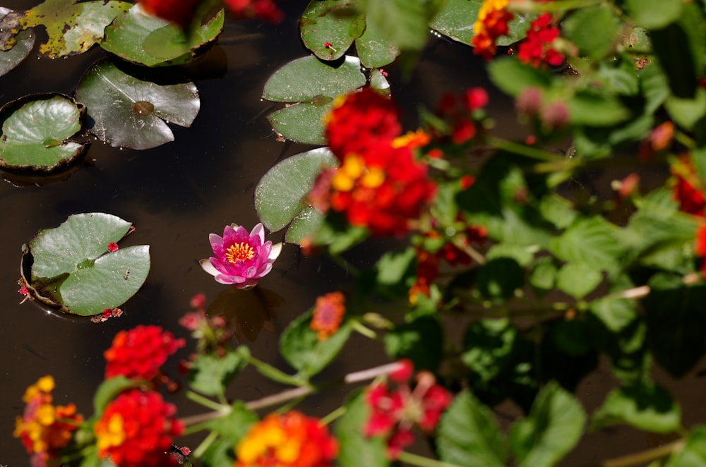 a pond filled with lots of water lilies and red and yellow flowers