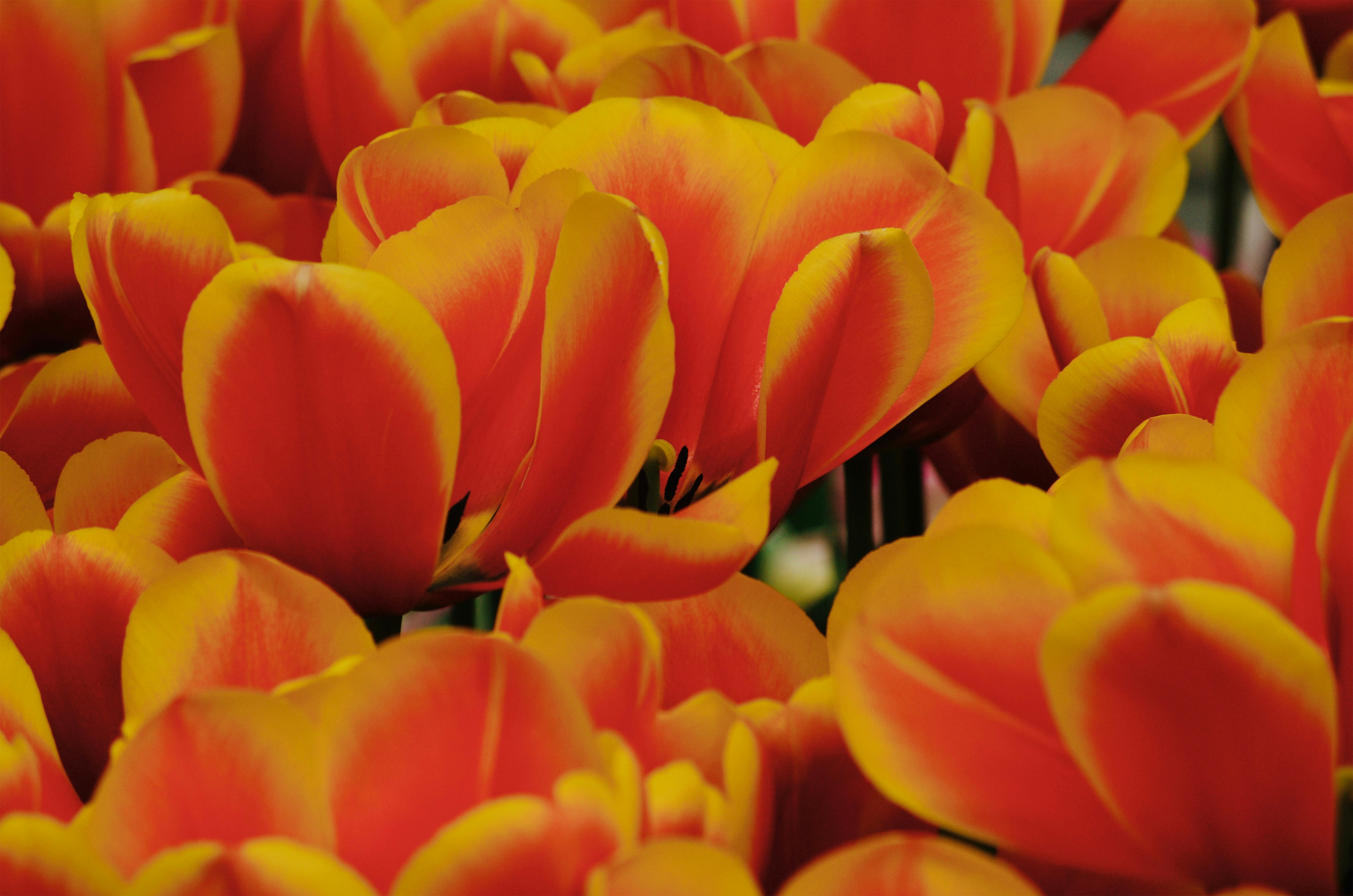 Photo by rockinsolex