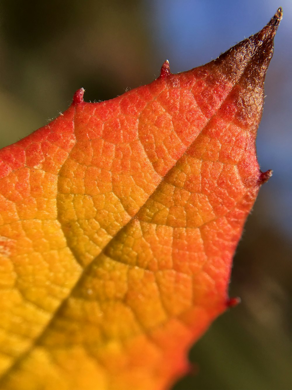 a close up of a yellow and orange leaf