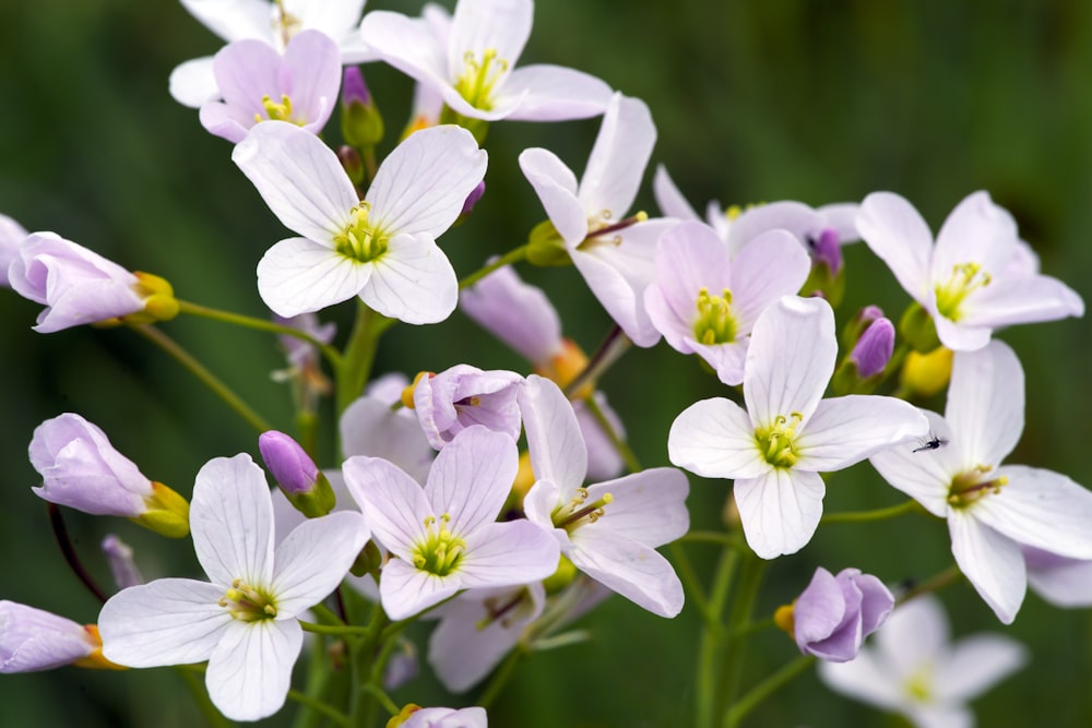 a bunch of white and purple flowers in a field