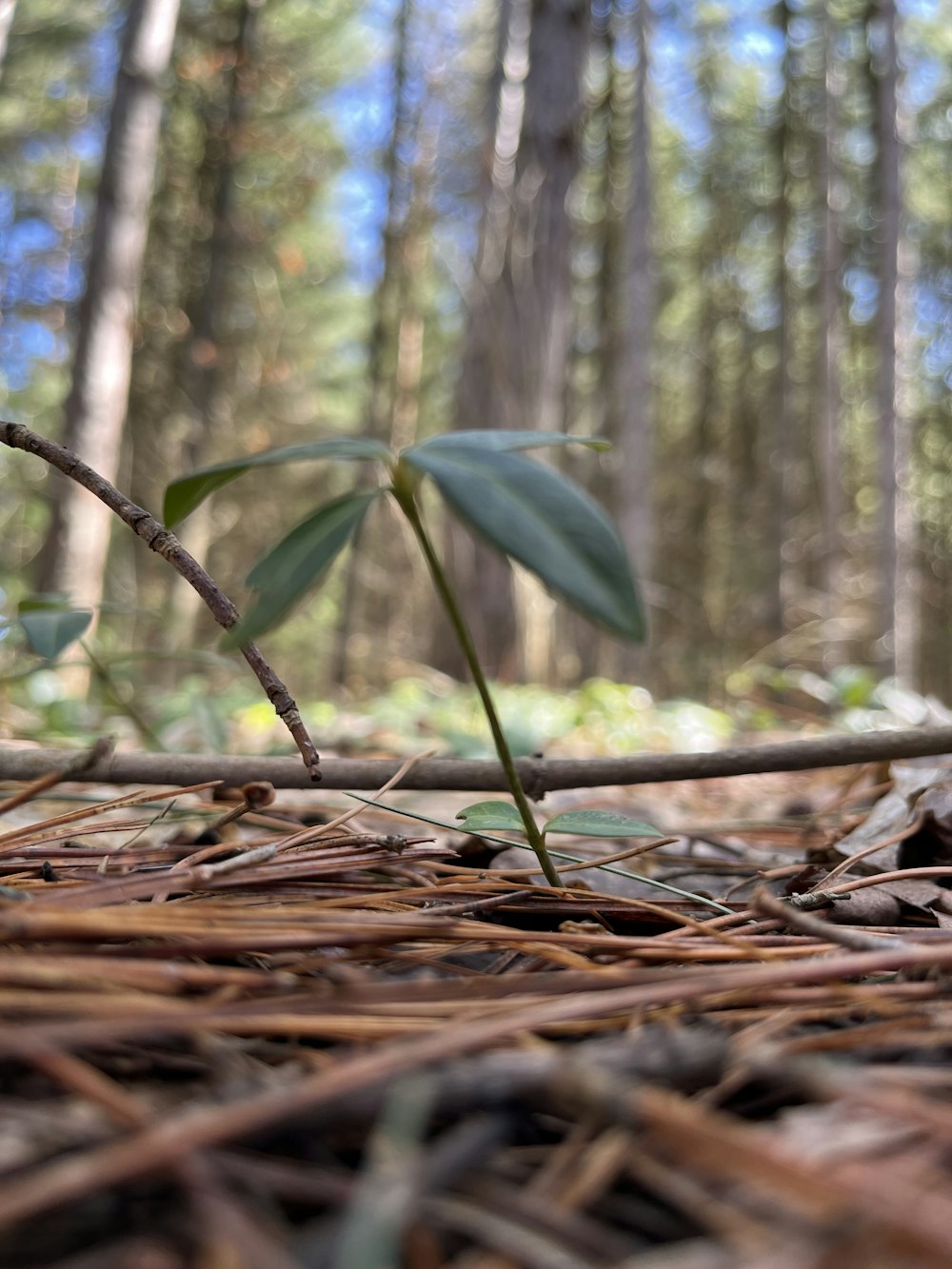 a small plant sprouting from the ground in a forest
