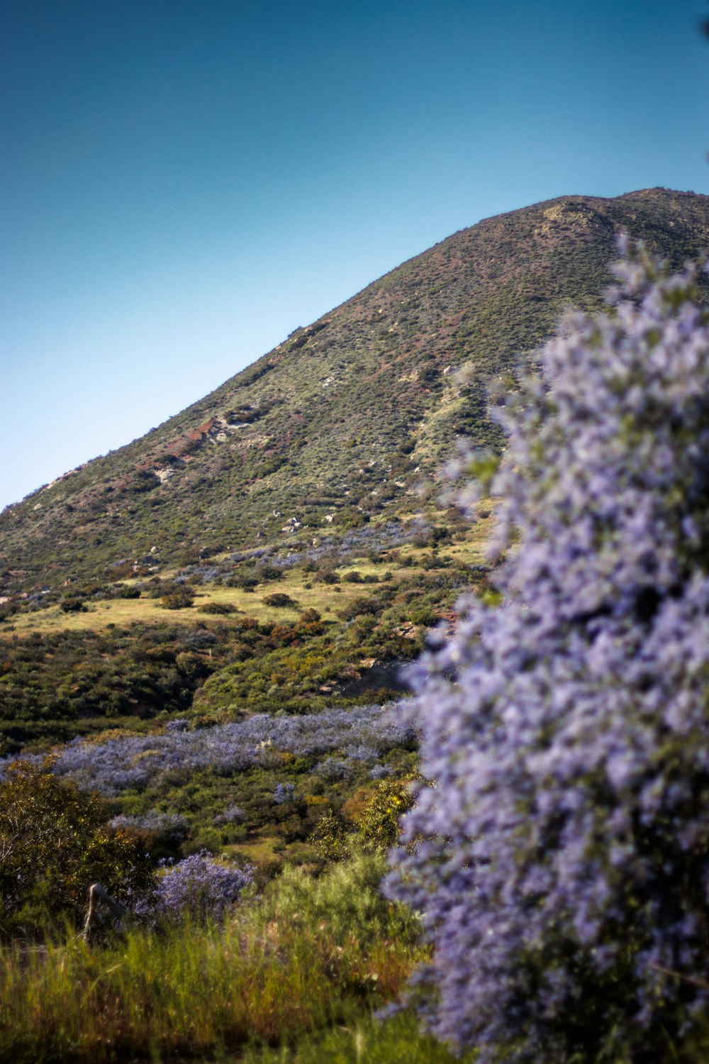a large hill with purple flowers on the side of it