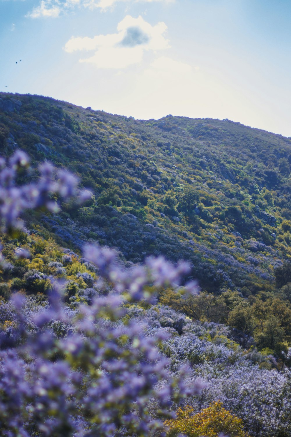a hill covered in lots of purple flowers