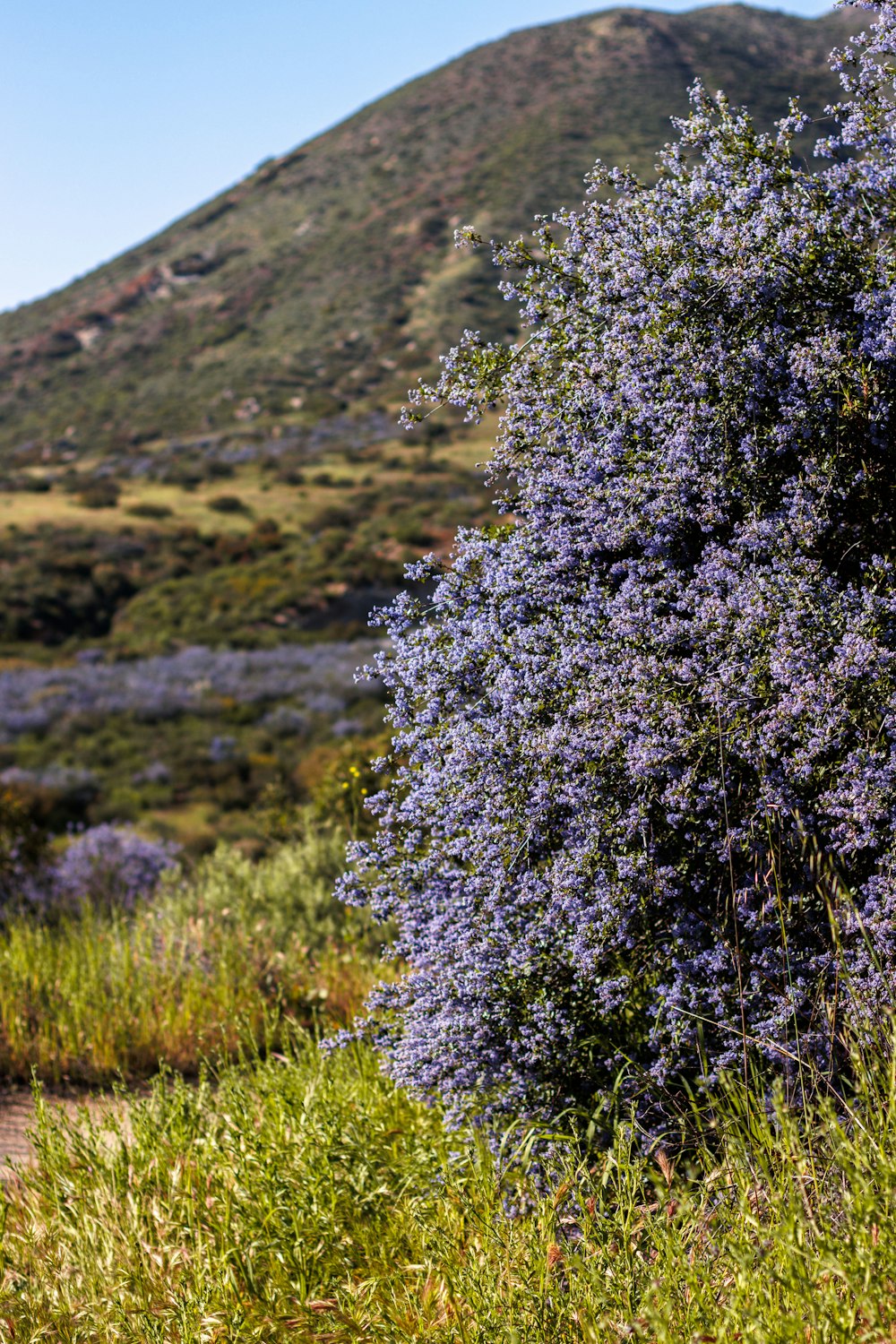a bush with purple flowers in front of a mountain