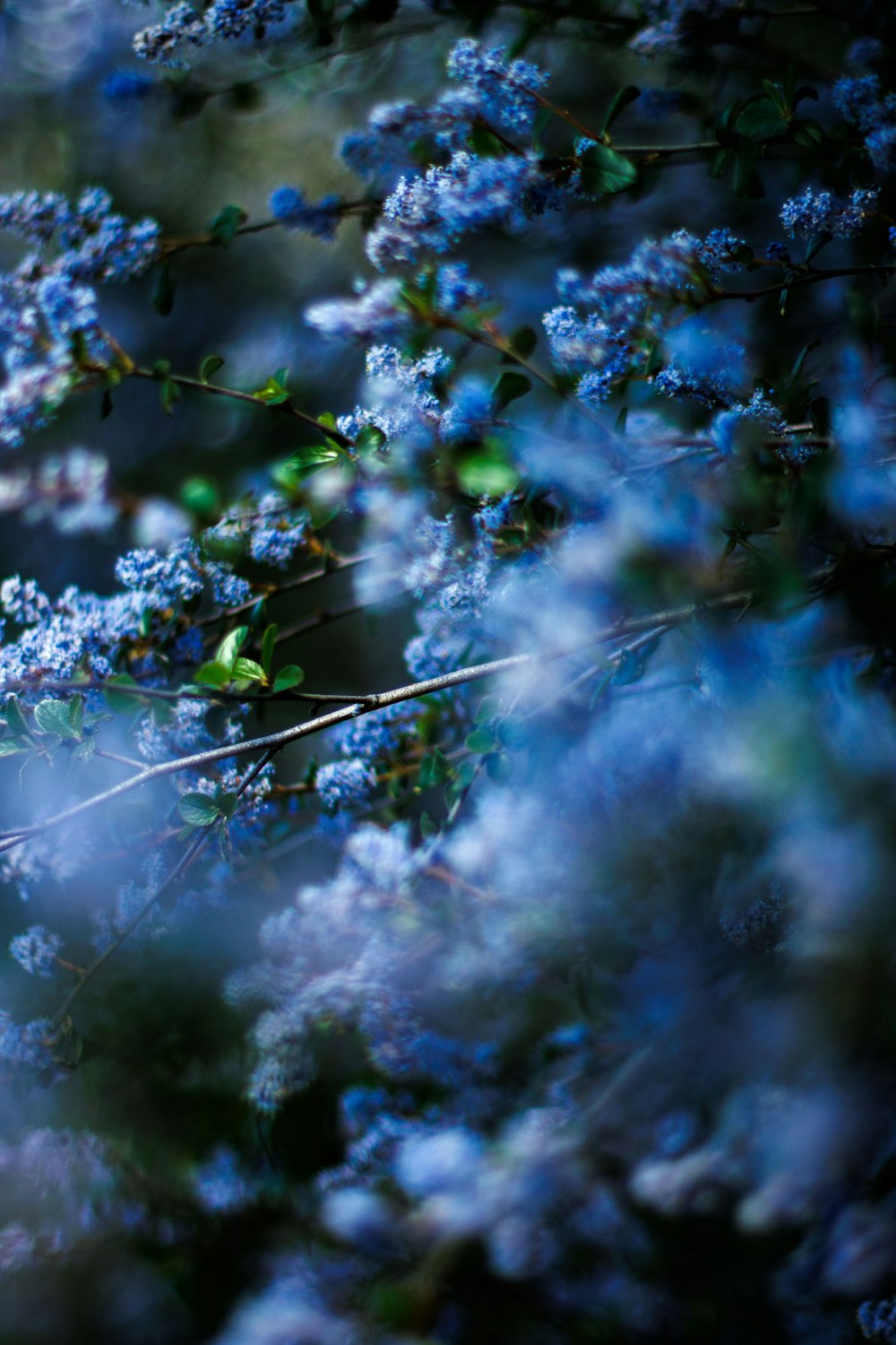 a bunch of blue flowers that are on a tree