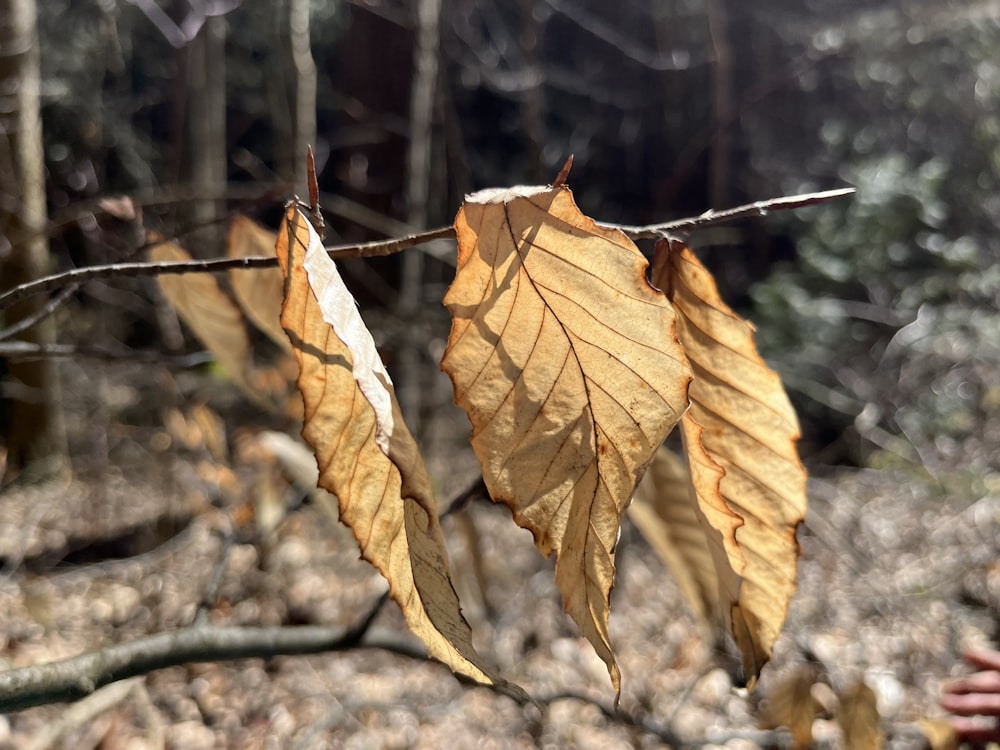 a branch with two leaves hanging from it