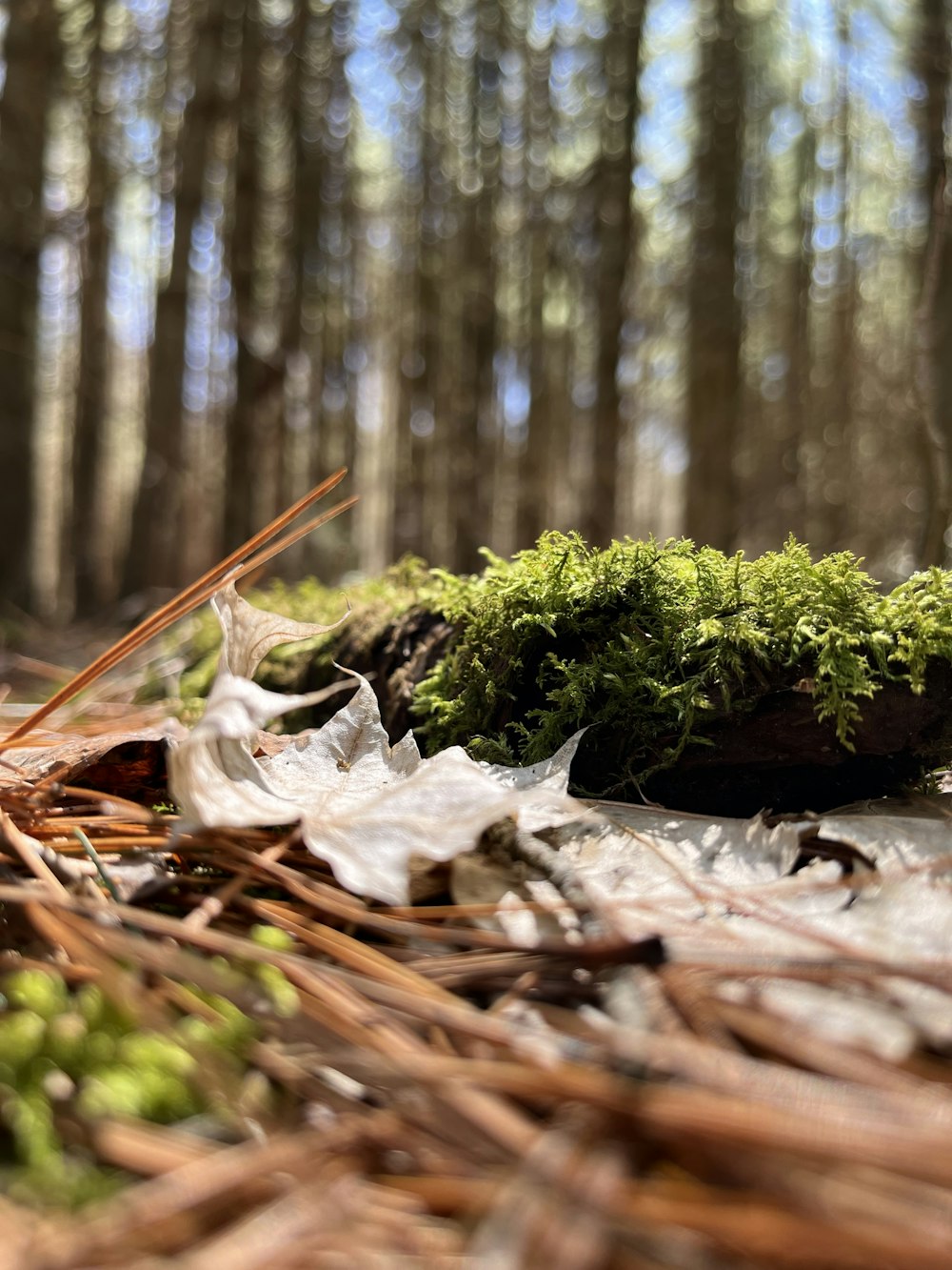 a moss covered rock in the middle of a forest