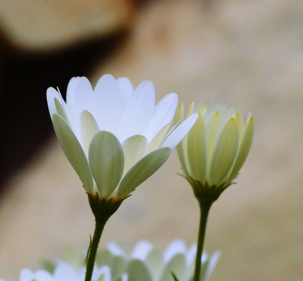 a close up of two white flowers in a vase