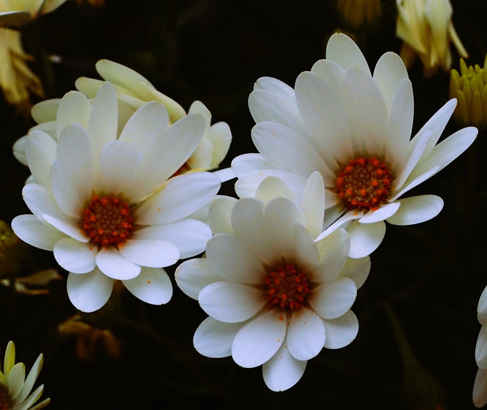a group of white flowers with red centers