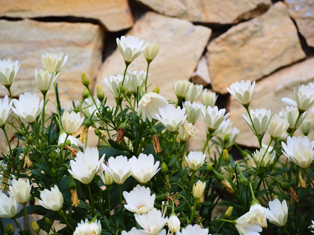a bunch of white flowers in front of a rock wall