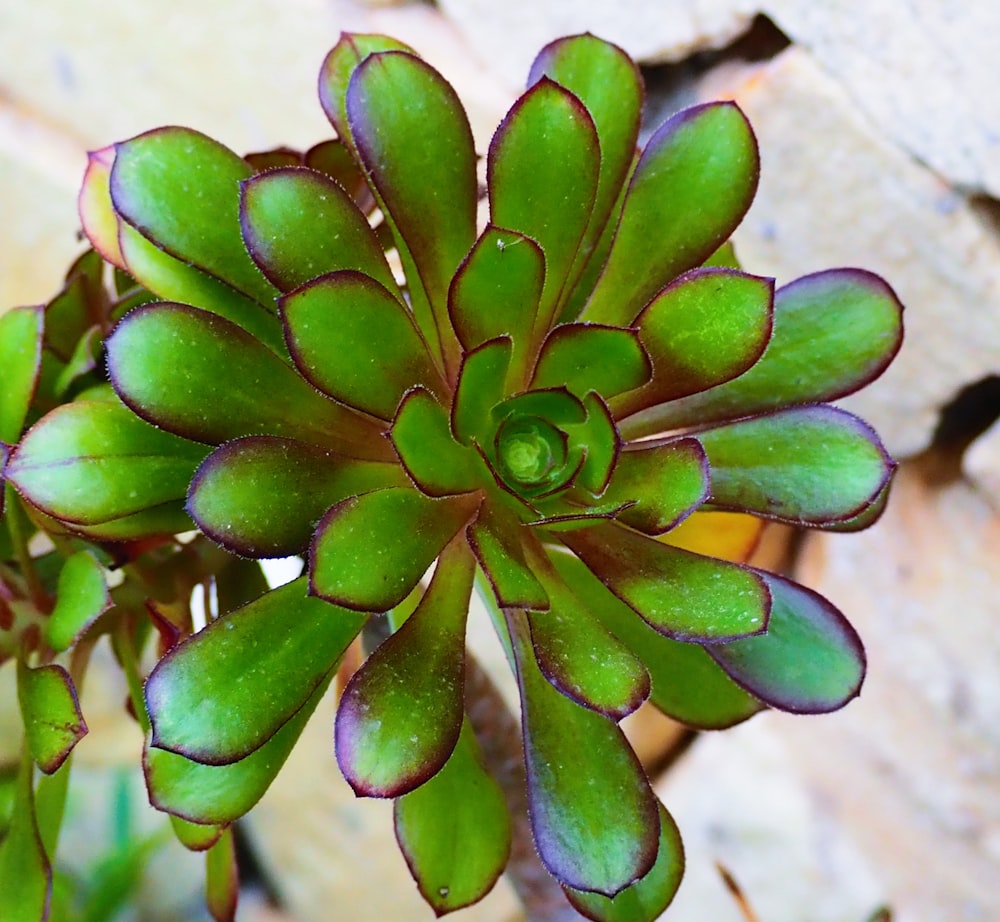 a close up of a green and purple plant