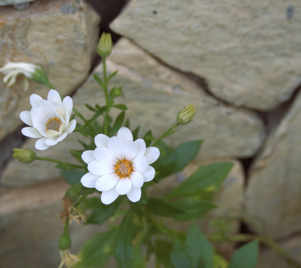 a couple of white flowers sitting on top of a stone wall