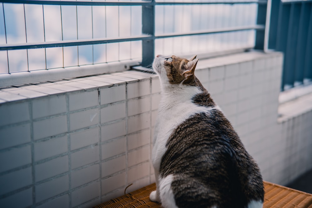 a cat sitting on top of a wooden table next to a window