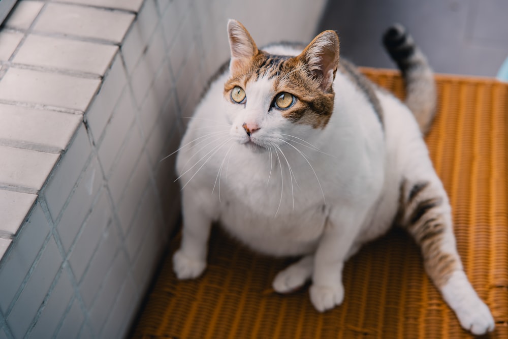 a cat sitting on a mat next to a brick wall