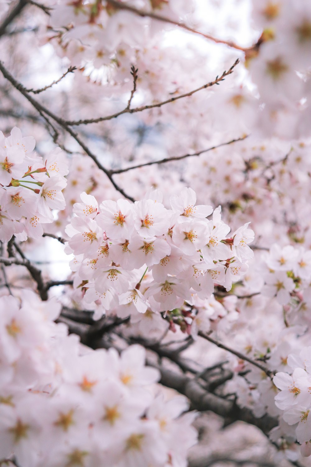 a bunch of pink flowers on a tree