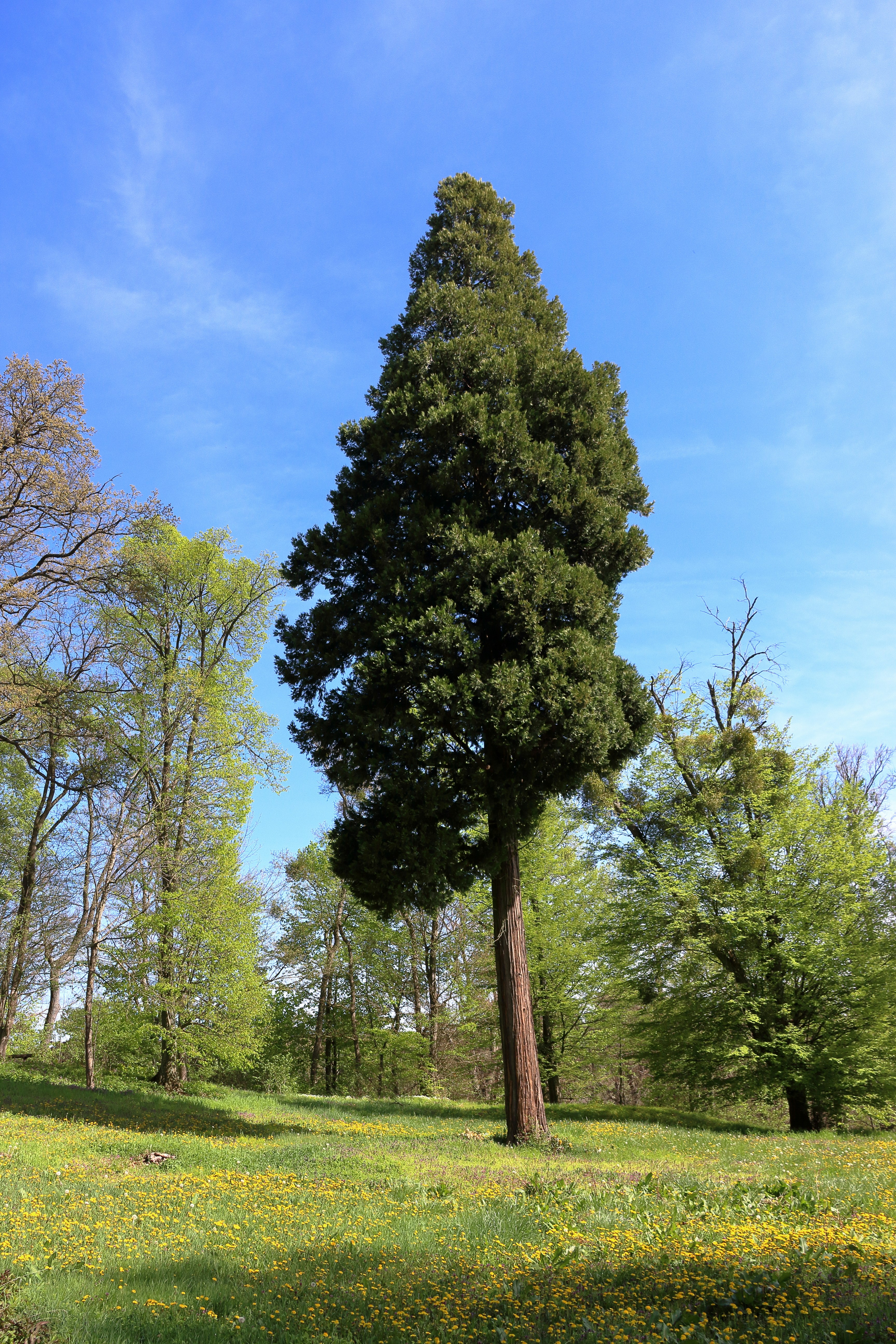 a large tree in the middle of a field