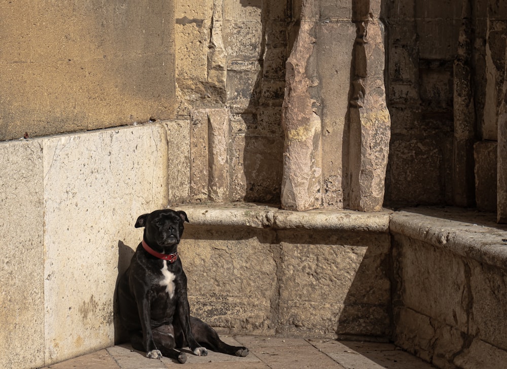 un chien noir assis à côté d’un mur de pierre