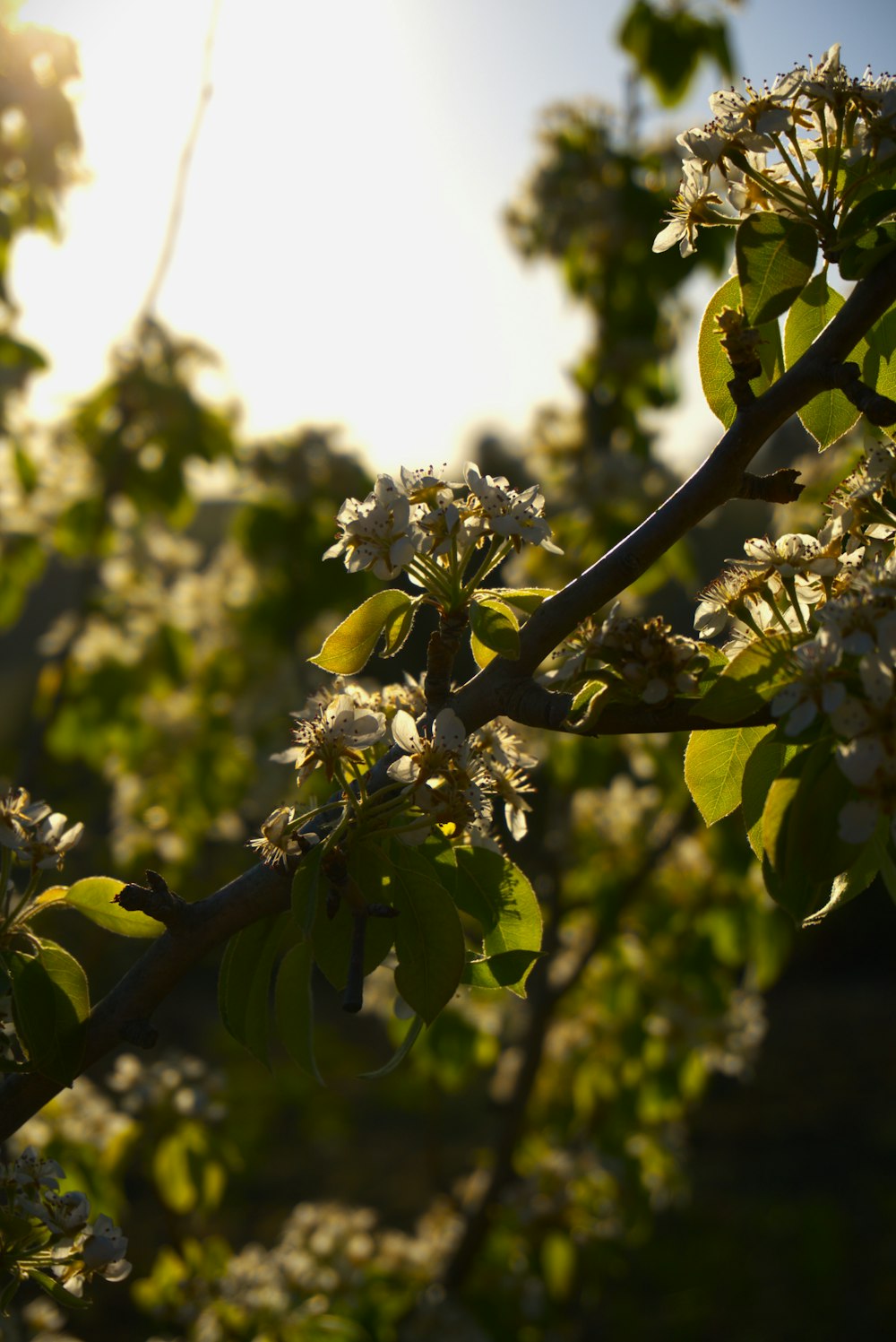 a tree branch with white flowers and green leaves