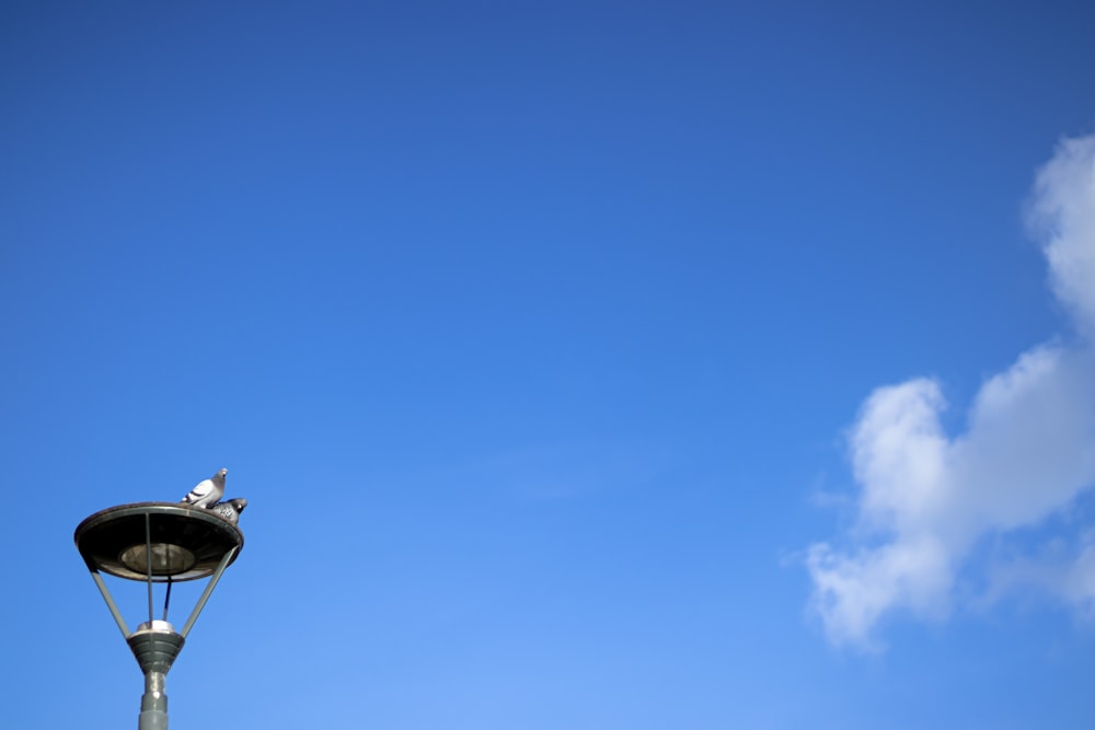 Un pájaro posado en lo alto de un poste de luz