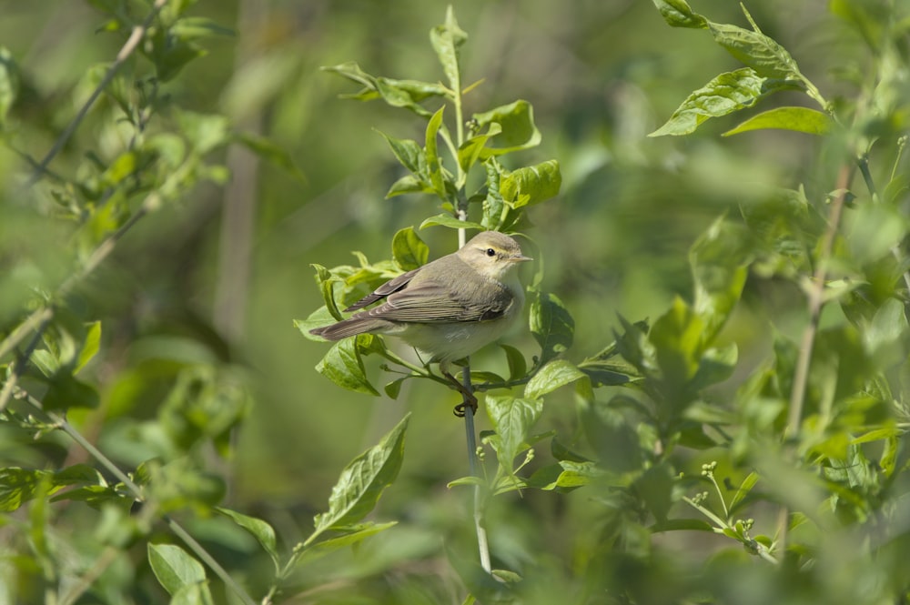 un pequeño pájaro sentado encima de una planta verde