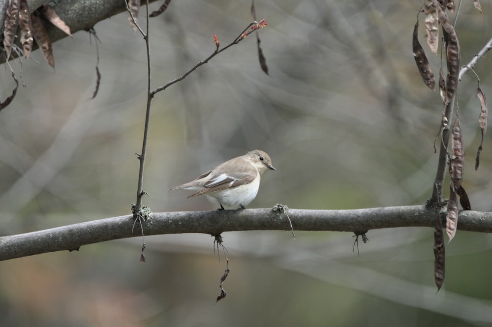 a small bird perched on a tree branch