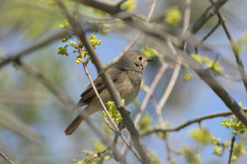 a bird sitting on a branch of a tree