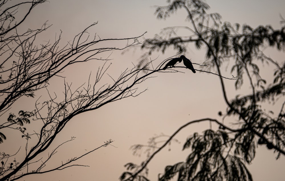 a bird sitting on top of a tree branch