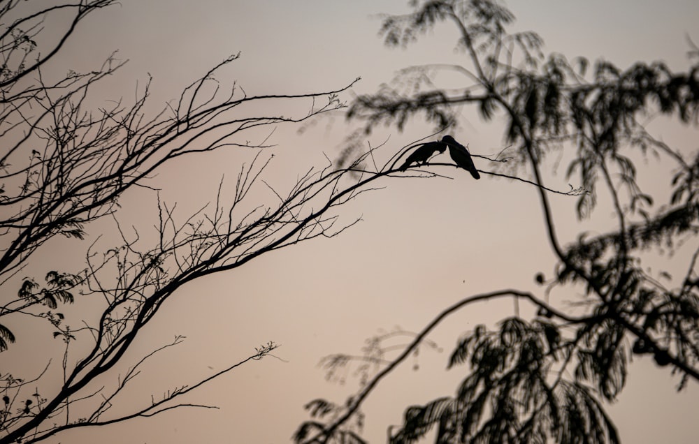 木の枝の上に座る鳥