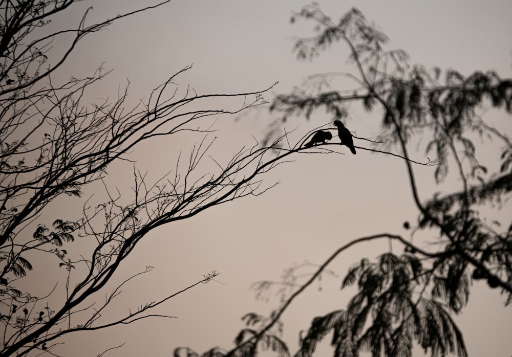 木の枝の上に座る鳥