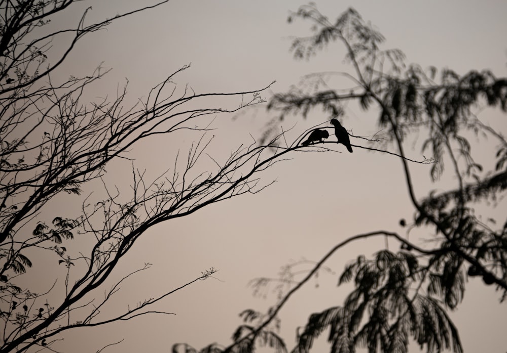 un oiseau assis au sommet d’une branche d’arbre