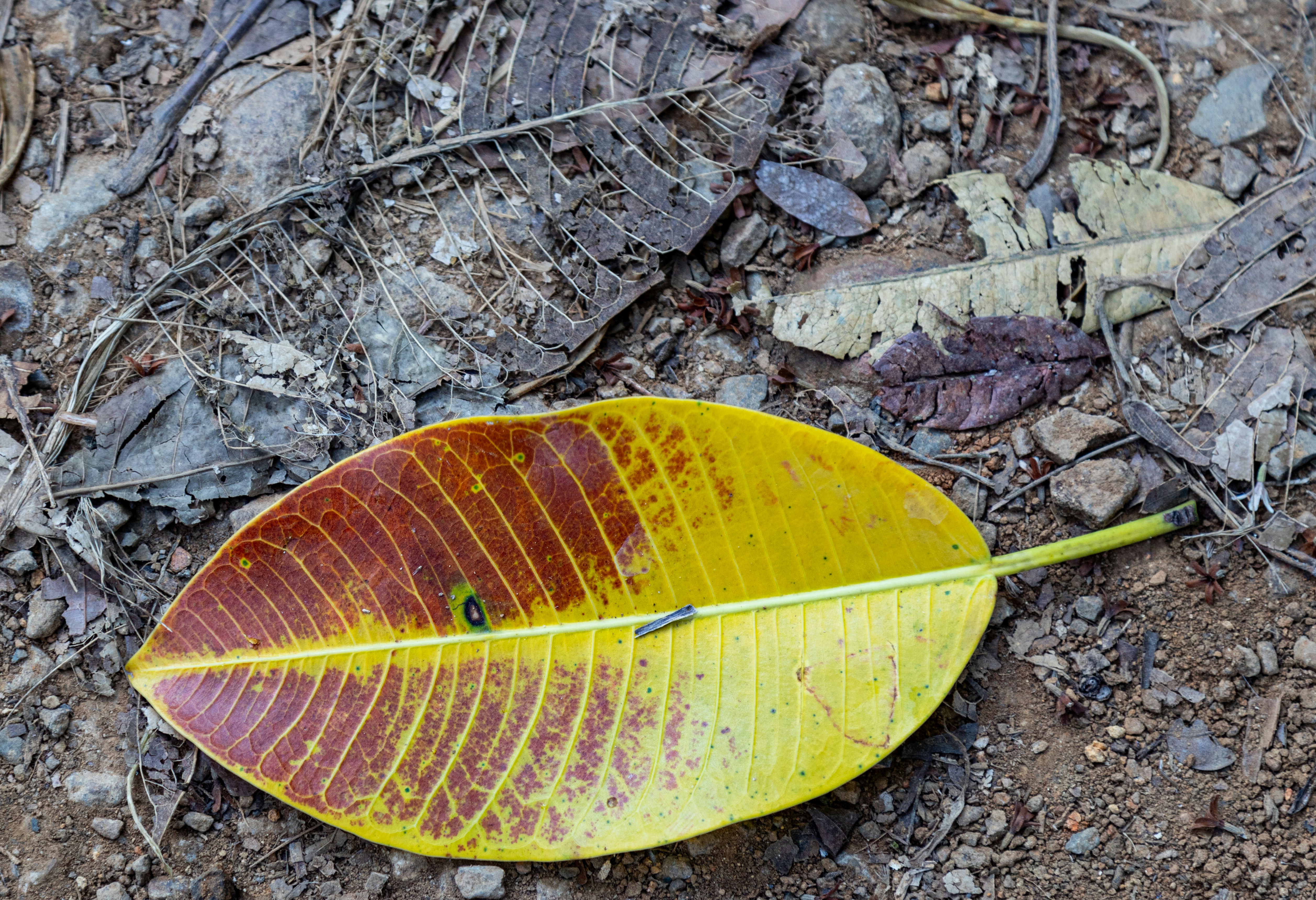 a yellow and red leaf laying on the ground
