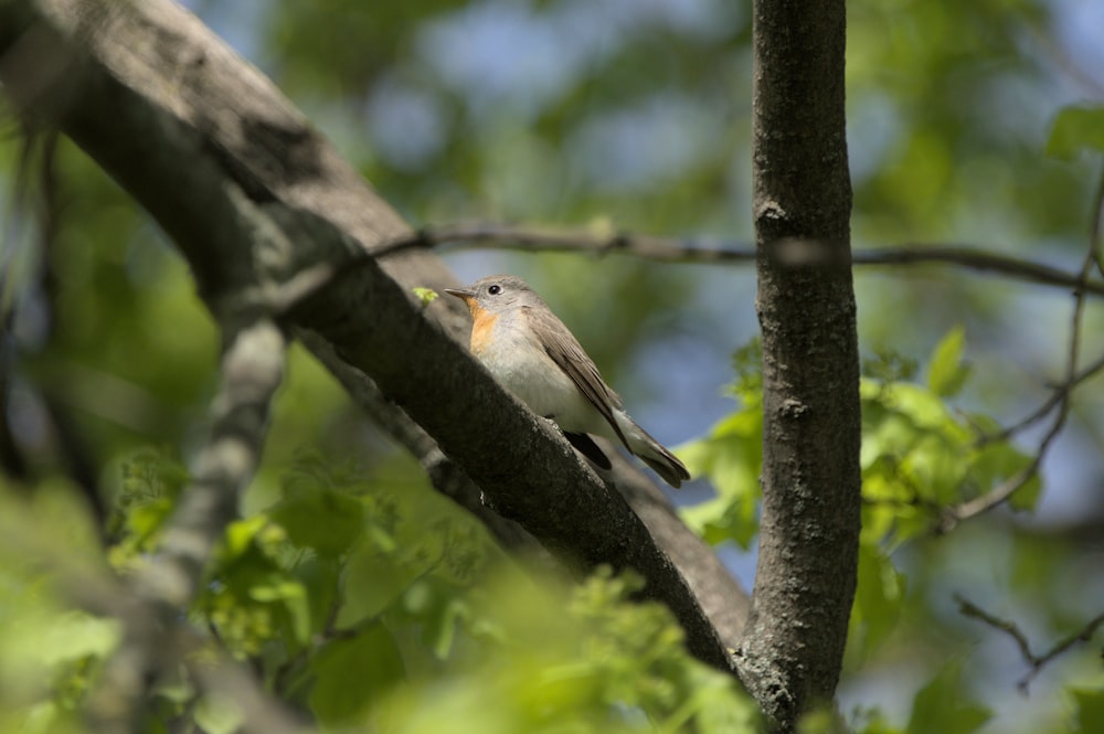 a small bird perched on a tree branch