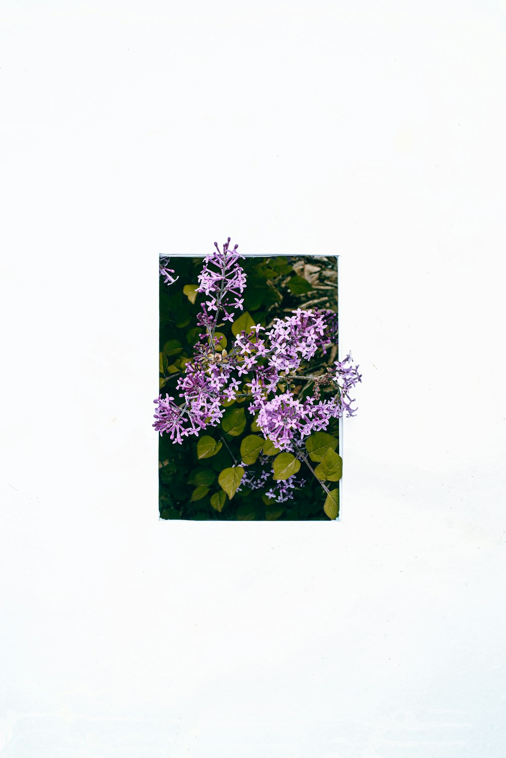 白い背景に紫色の花の写真