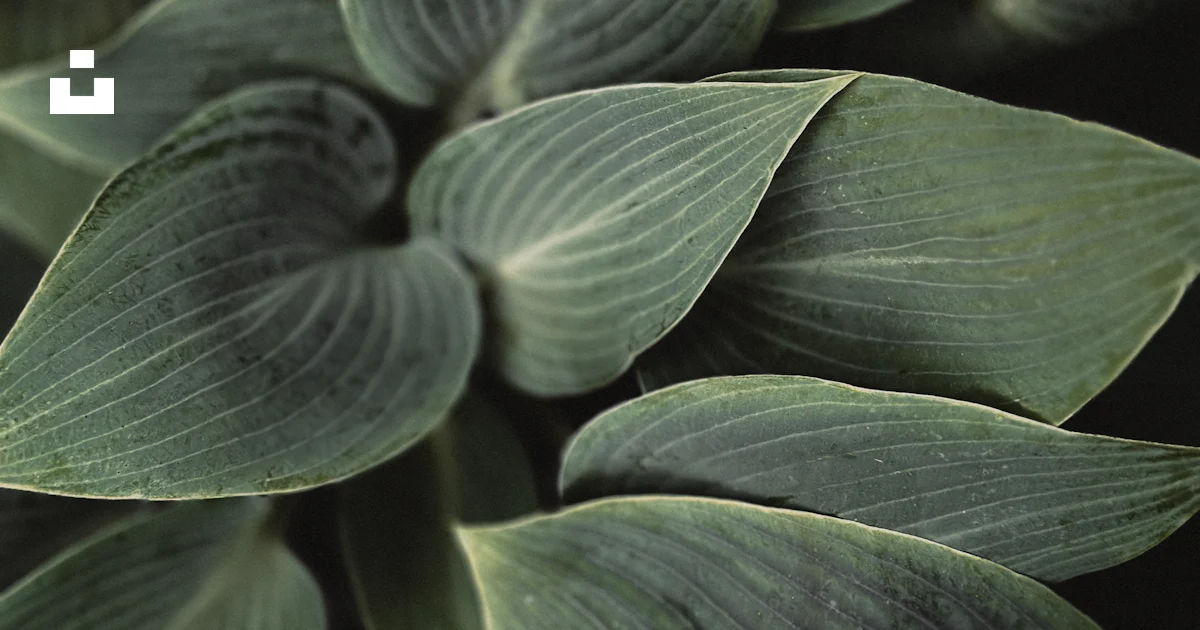 A close up of a green leafy plant photo – Free Oklahoma city Image on ...