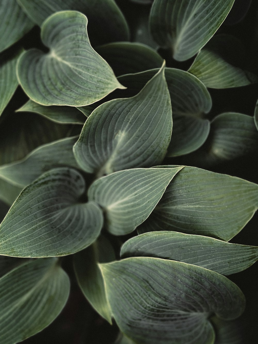 a close up of a green leafy plant