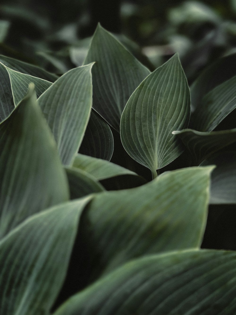 a close up of a bunch of green leaves