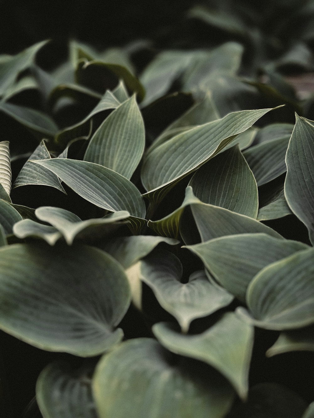 a bunch of green leaves that are in the grass