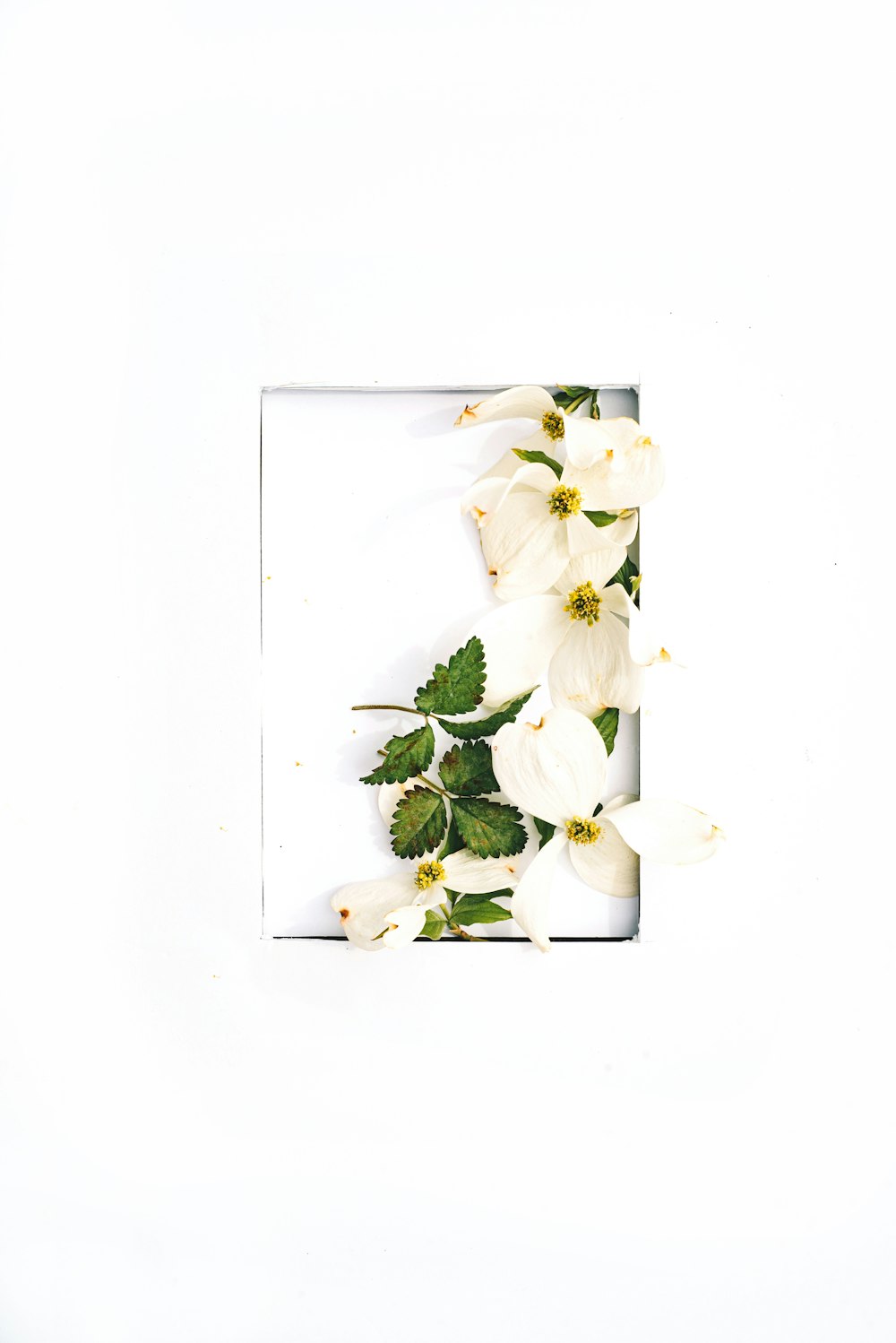 a white frame with white flowers in it