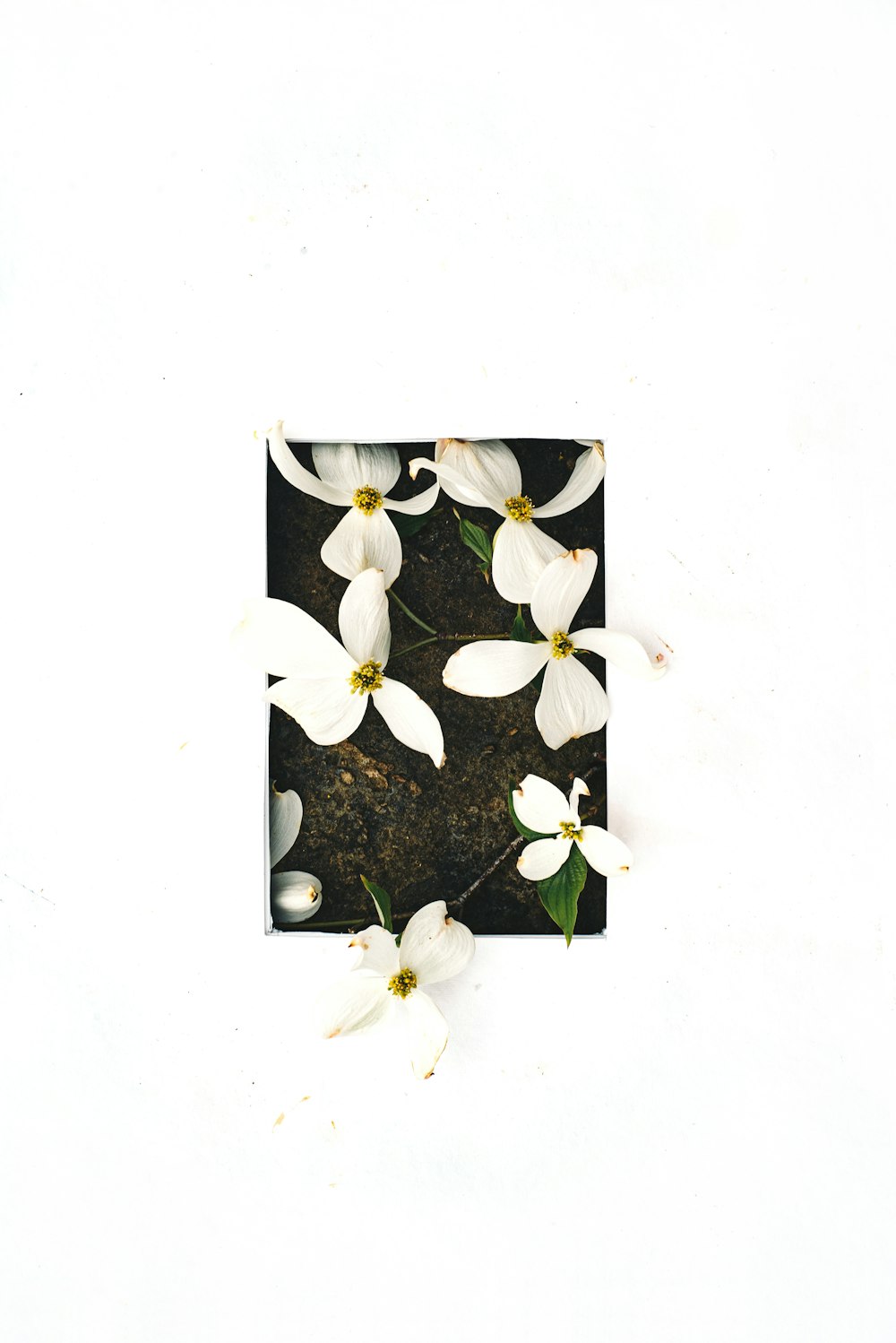 a square picture frame with white flowers in it