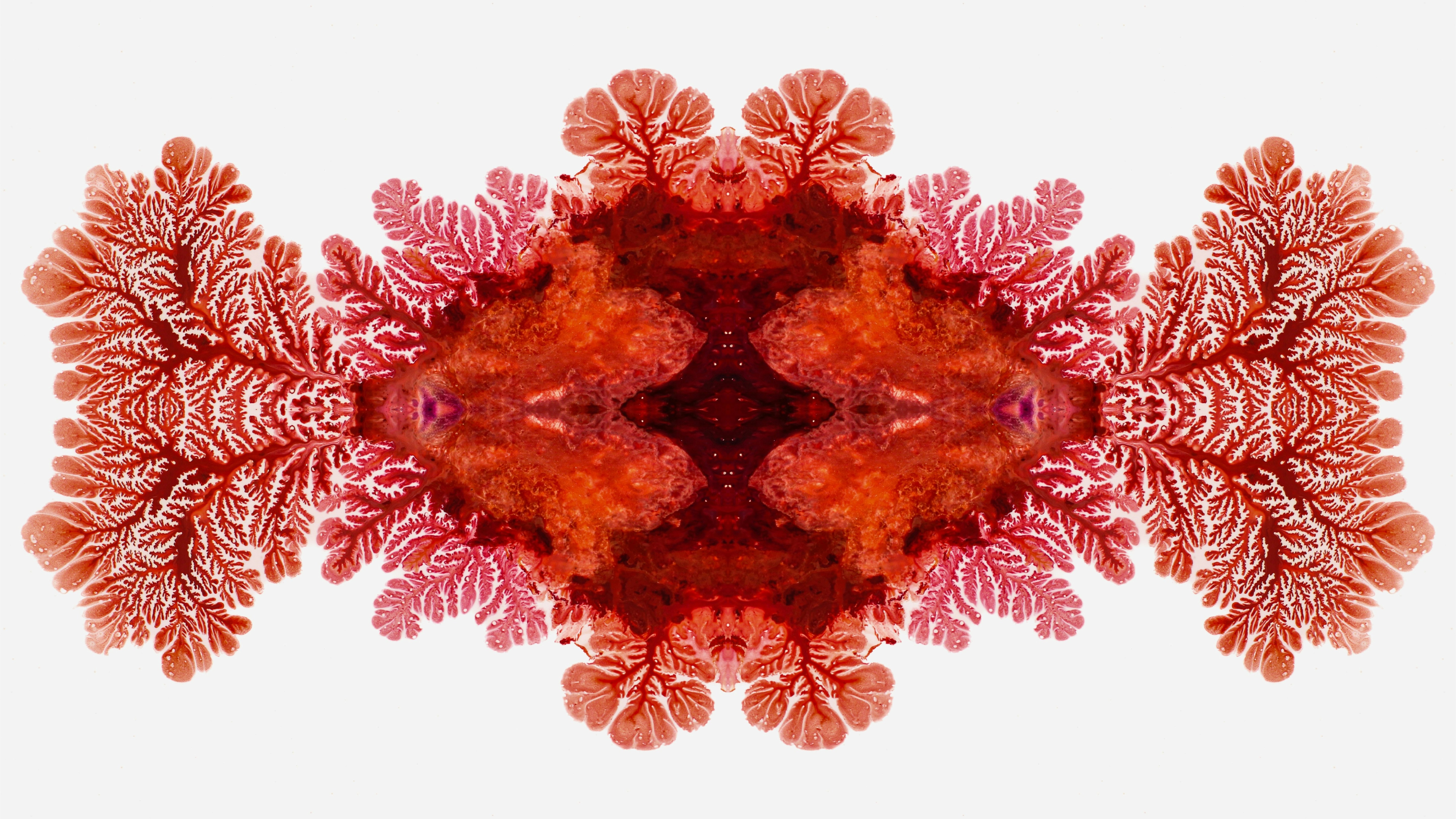 an image of a red and white flower