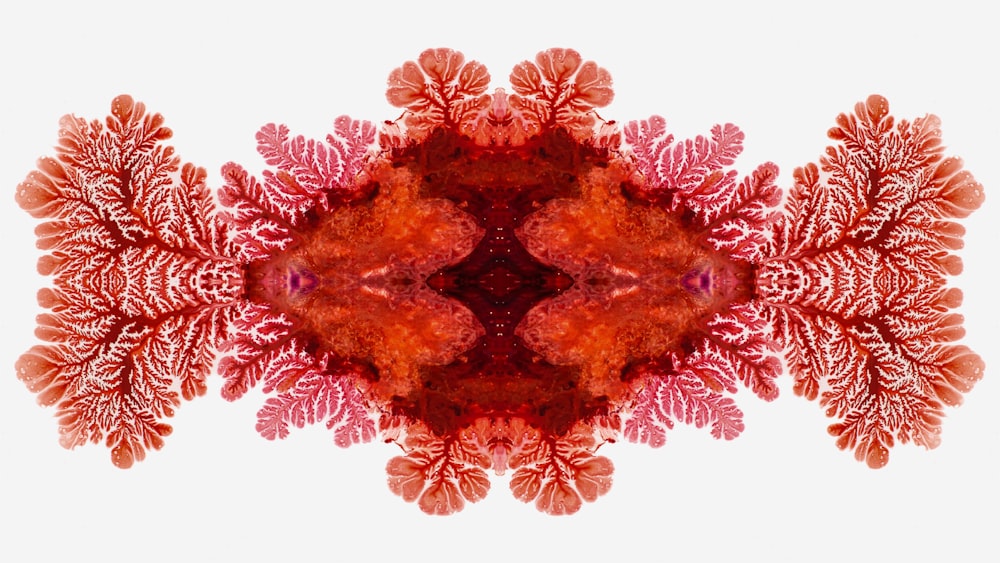 an image of a red and white flower