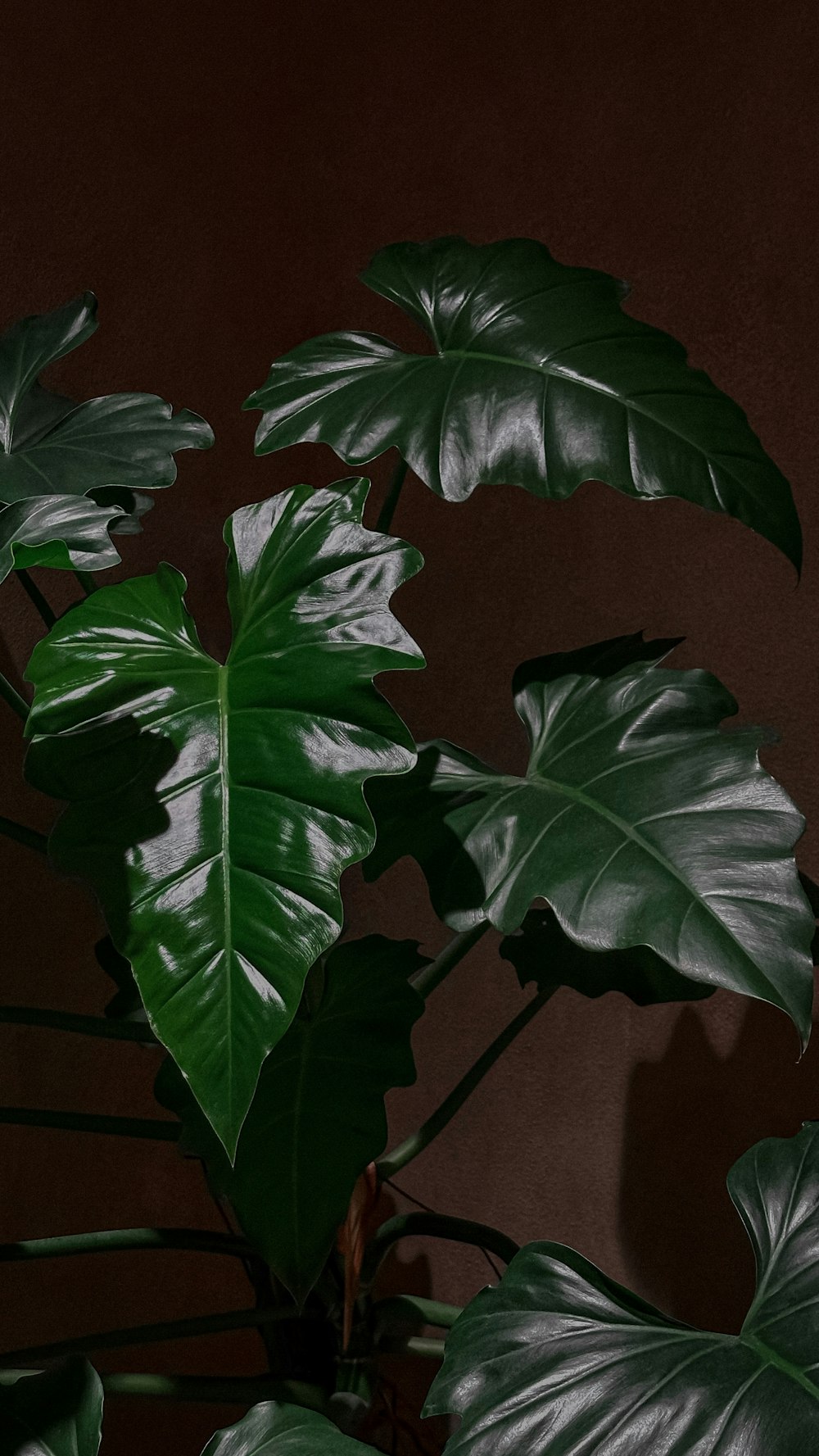 a plant with large green leaves in a dark room