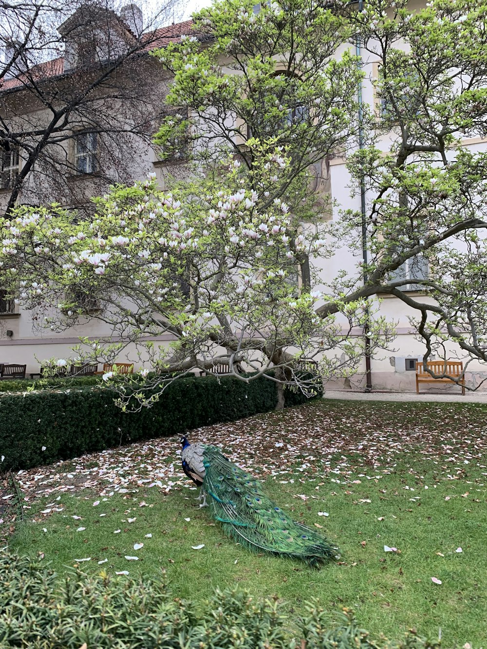 a peacock is sitting in the grass near a tree