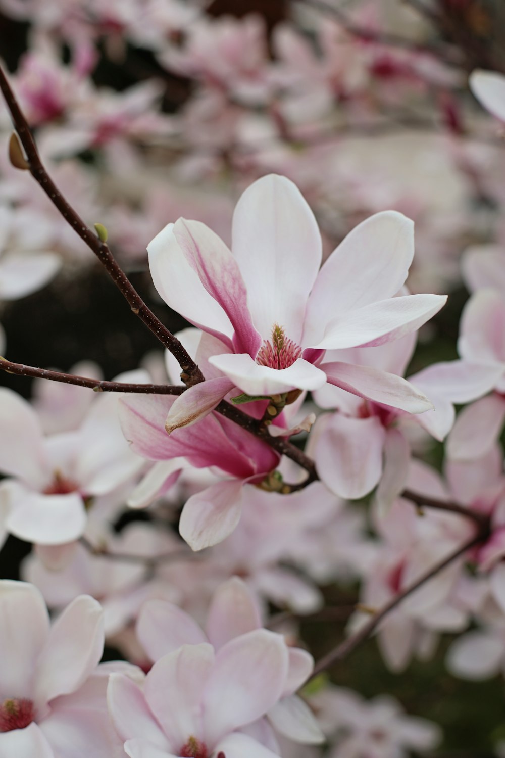 un ramo de flores rosadas que están en un árbol