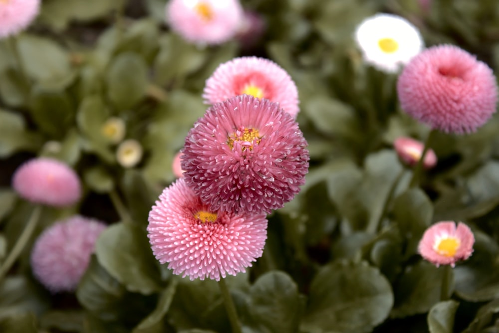 a group of pink flowers with green leaves