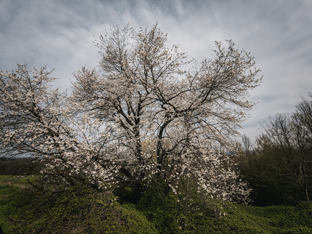 a tree with white flowers in the middle of a field