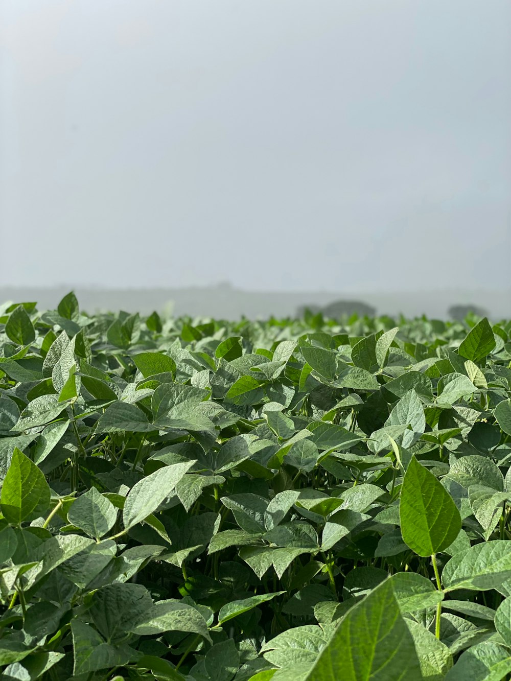 a large field of green leaves with a sky background